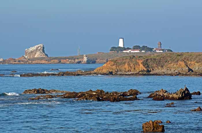 Elephant Seals of Piedras Blancas