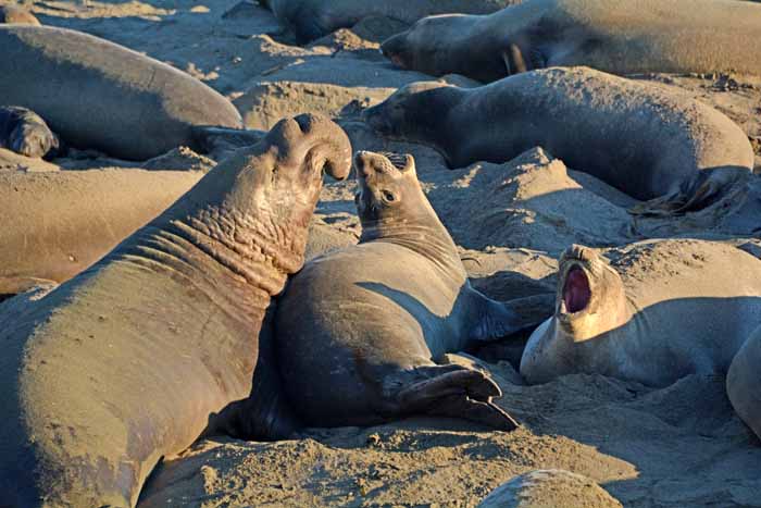 Elephant Seals of Piedras Blancas