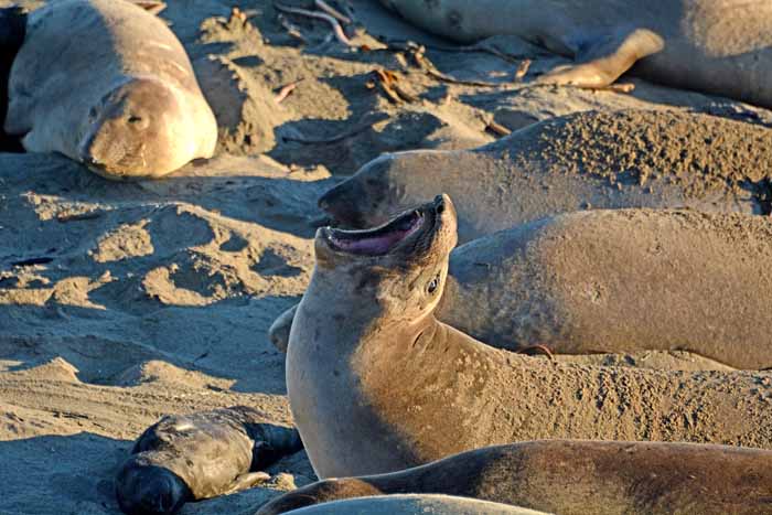 Elephant Seals of Piedras Blancas