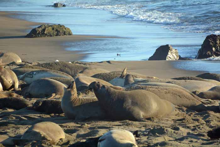 Elephant Seals of Piedras Blancas