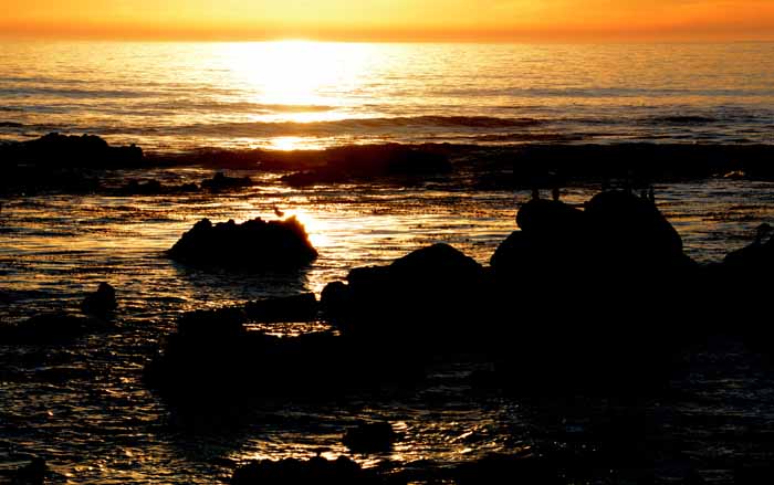 Elephant Seals of Piedras Blancas