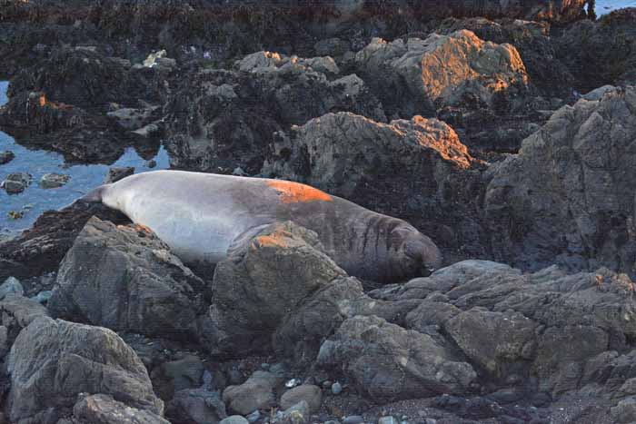 Elephant Seals of Piedras Blancas