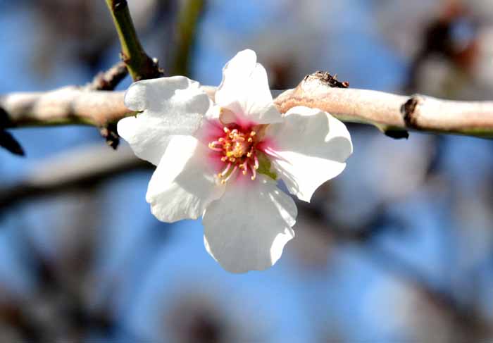 Flora & Fauna Around Mt. Diablo