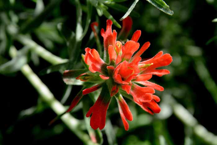 Flora & Fauna Around Mt. Diablo