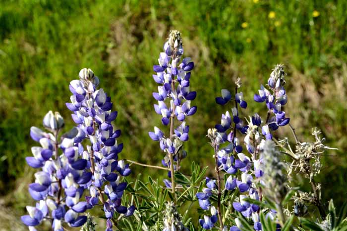 Flora & Fauna Around Mt. Diablo