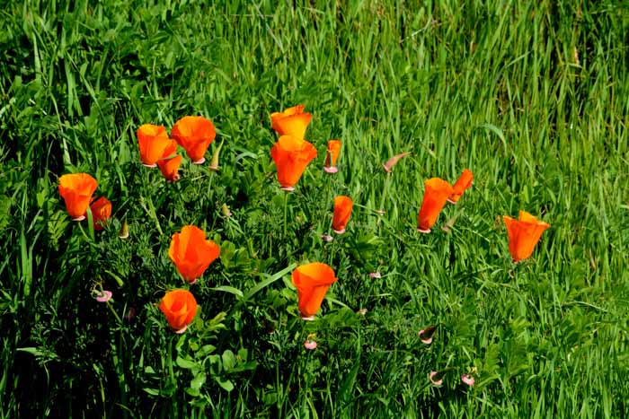 Flora & Fauna Around Mt. Diablo