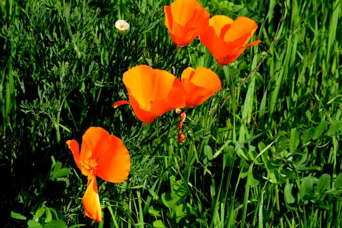 Flora & Fauna Around Mt. Diablo