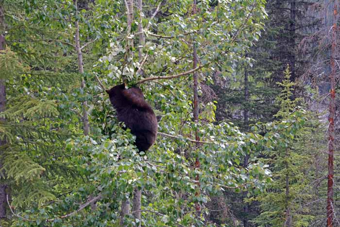 Bears of Banff & Jasper