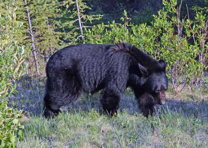 Bears of Banff & Jasper