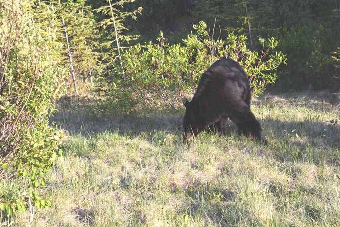Bears of Banff & Jasper
