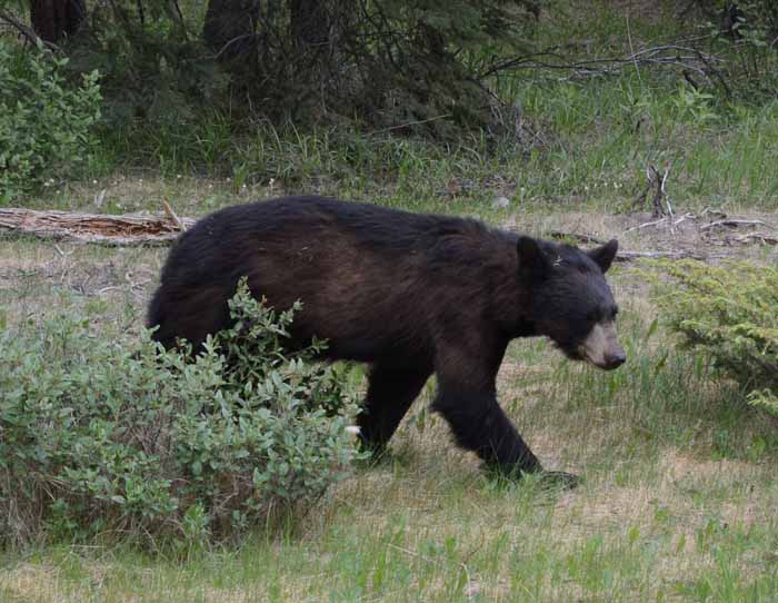 Bears of Banff & Jasper