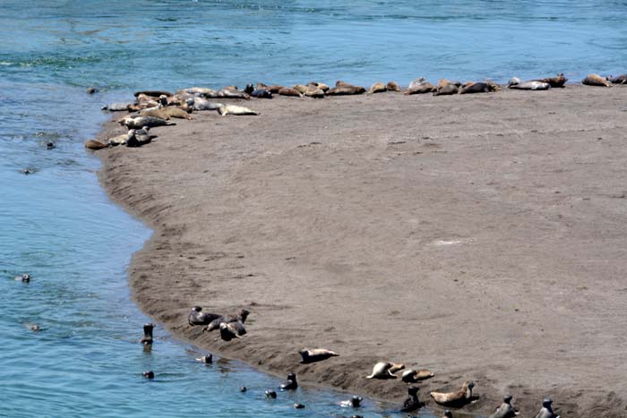 seal siesta