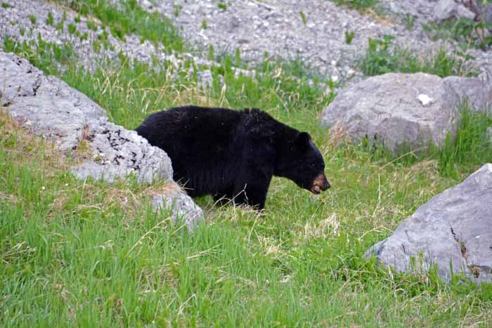 Bears of Banff & Jasper