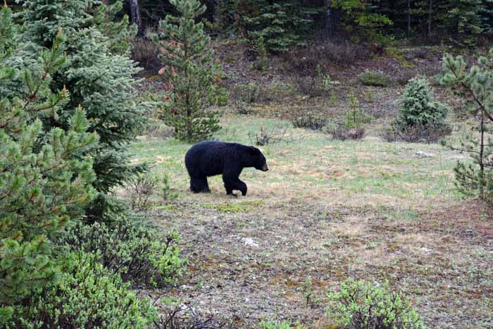 Bears of Banff & Jasper