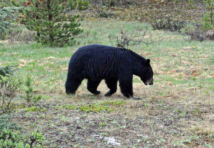 Bears of Banff & Jasper