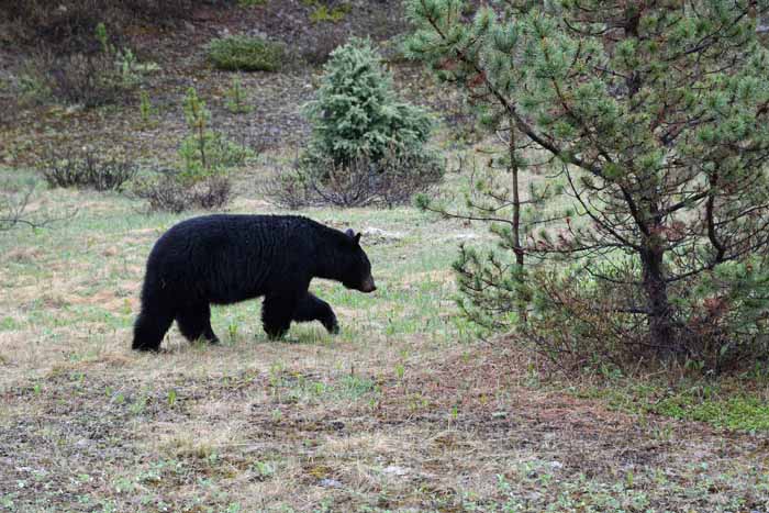 Bears of Banff & Jasper