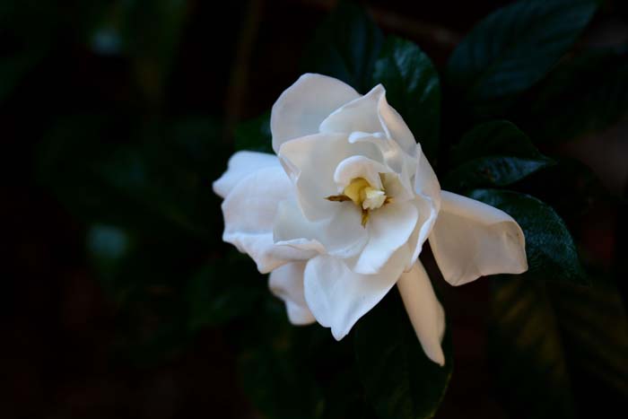 gardenia surprize