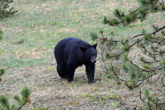 Bears of Banff & Jasper