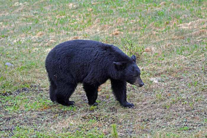 Bears of Banff & Jasper