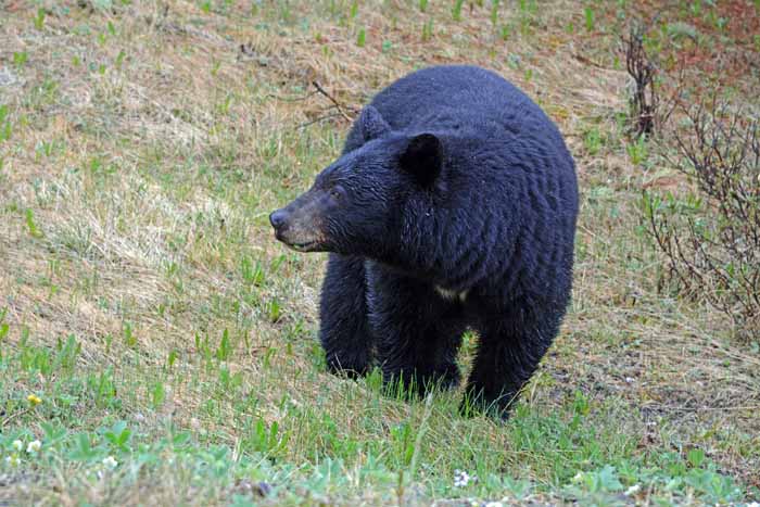 Bears of Banff & Jasper