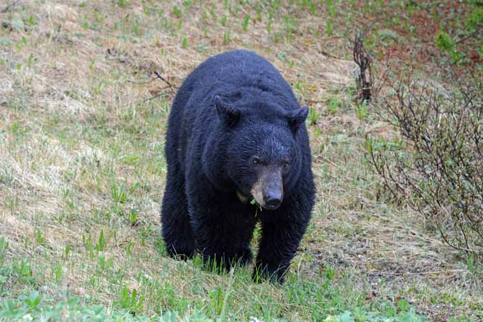 Bears of Banff & Jasper