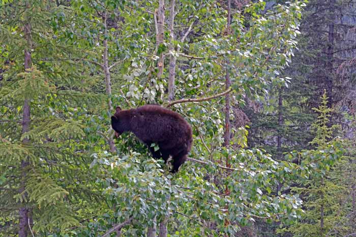 Bears of Banff & Jasper