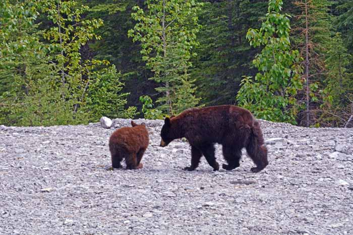 Bears of Banff & Jasper