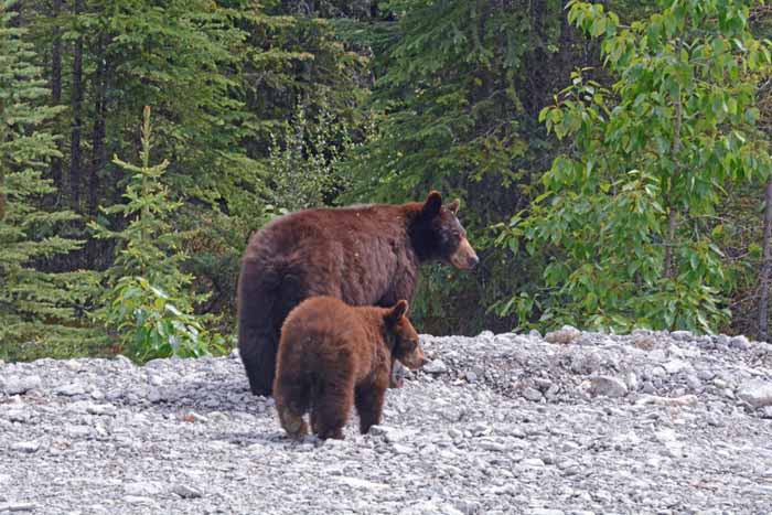 The Bears of Banff & Jasper National Parks
