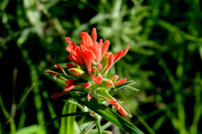 Flora & Fauna Around Mt. Diablo