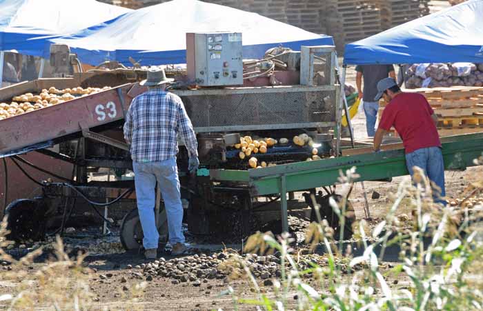 corporate potato farming