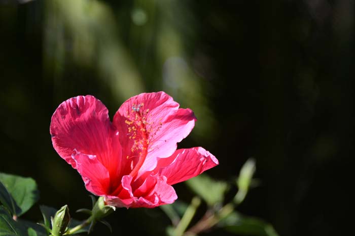 Flowers From the Garden