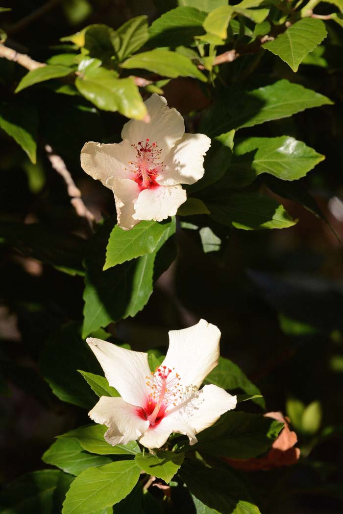 Flowers From the Garden