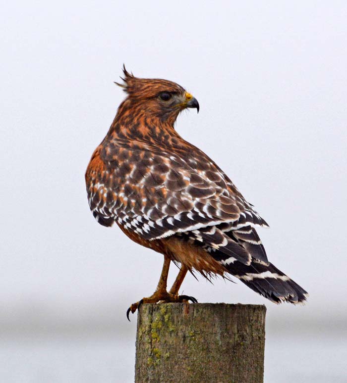 MR HANDSOME,BIG RED