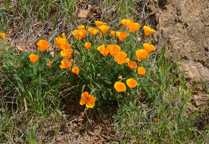 Flora & Fauna Around Mt. Diablo