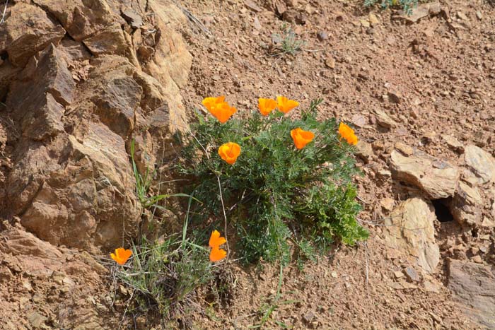 Flora & Fauna Around Mt. Diablo