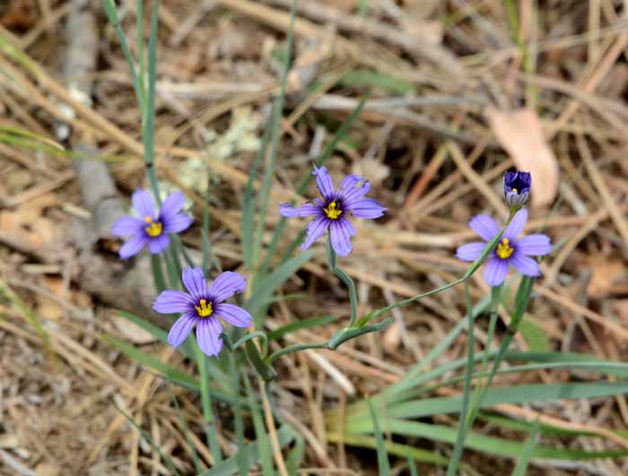 Flora & Fauna Around Mt. Diablo