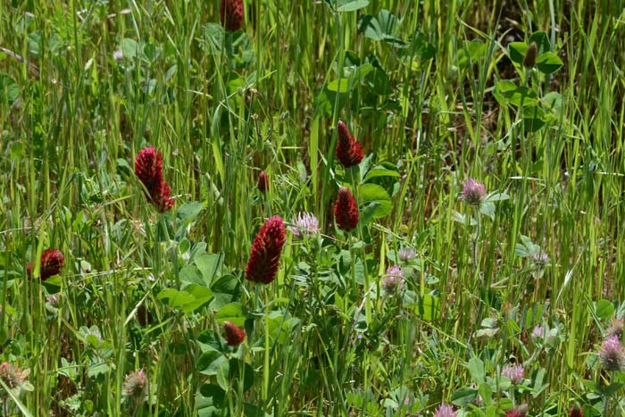 Flora & Fauna Around Mt. Diablo