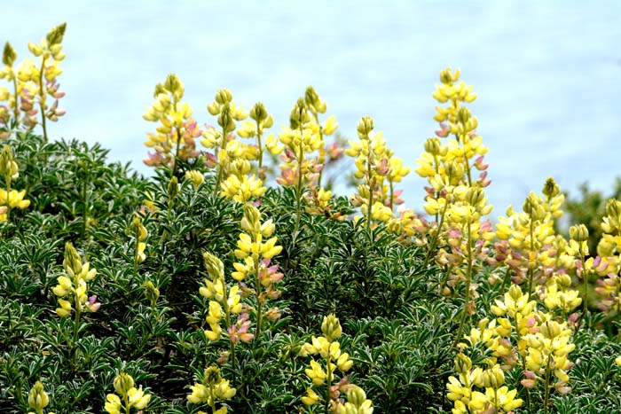 coastal lupine