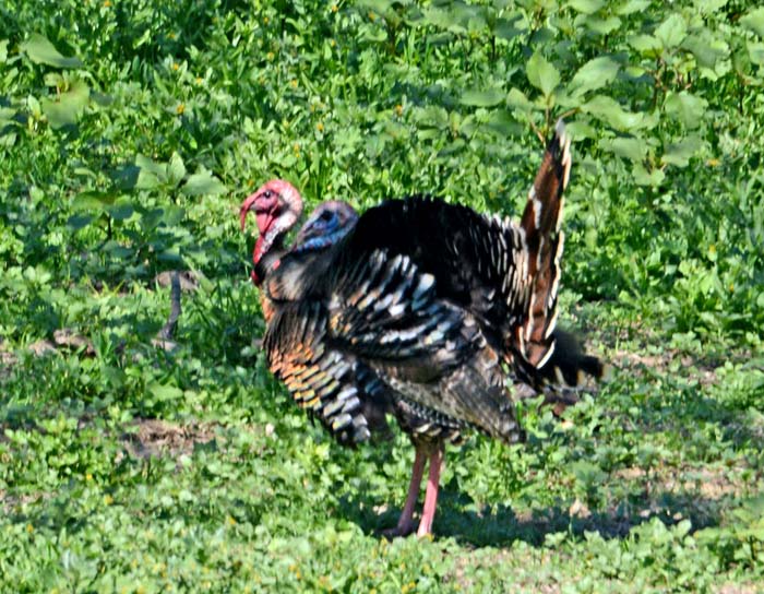 Flora & Fauna Around Mt. Diablo