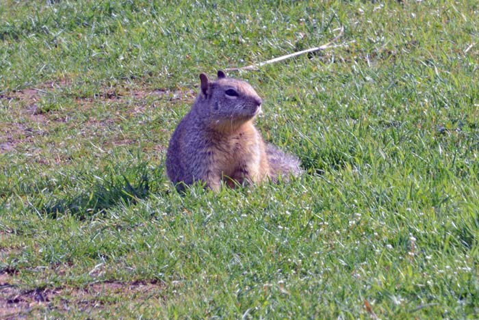 Flora & Fauna Around Mt. Diablo