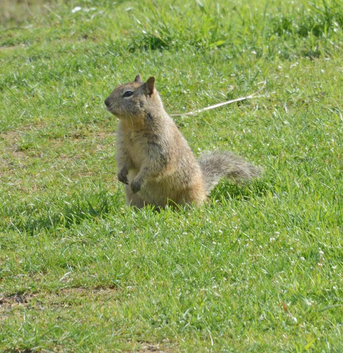 Flora & Fauna Around Mt. Diablo