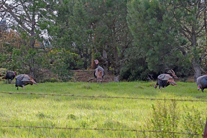 Flora & Fauna Around Mt. Diablo