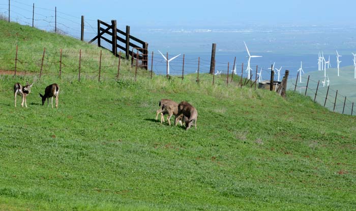 Flora & Fauna Around Mt. Diablo