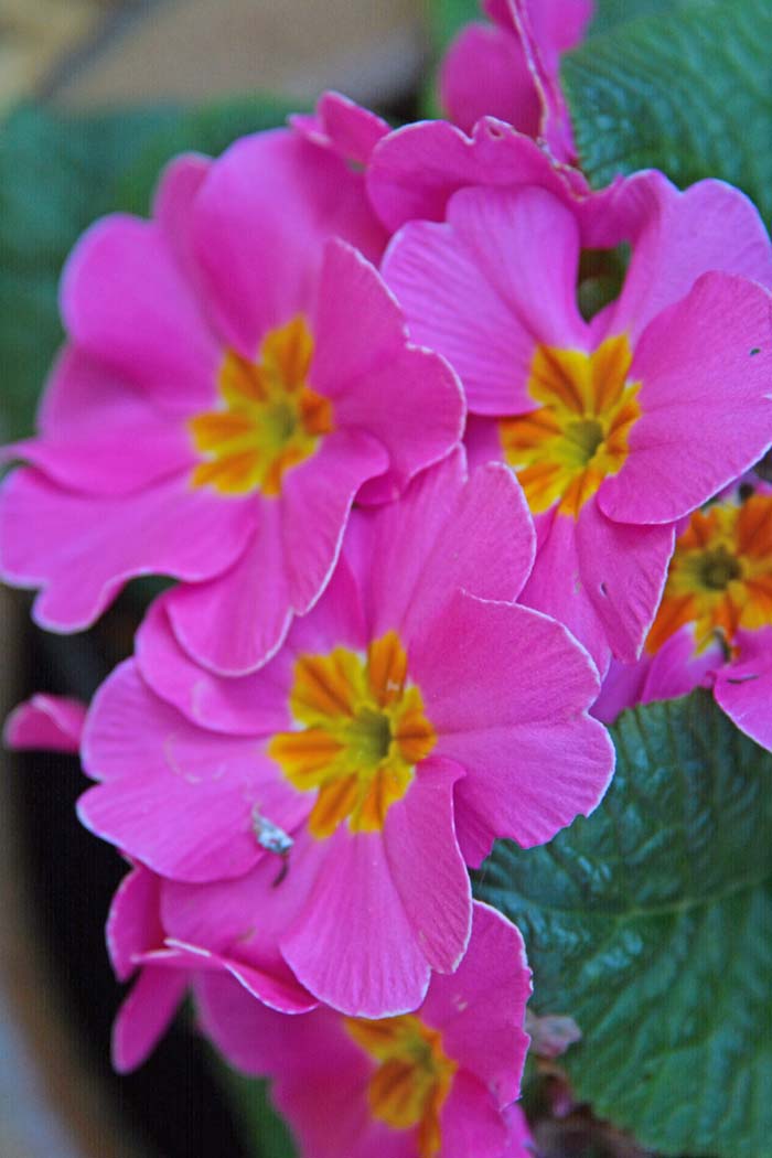 Flowers From the Garden