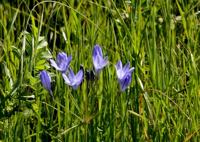 Flora & Fauna Around Mt. Diablo