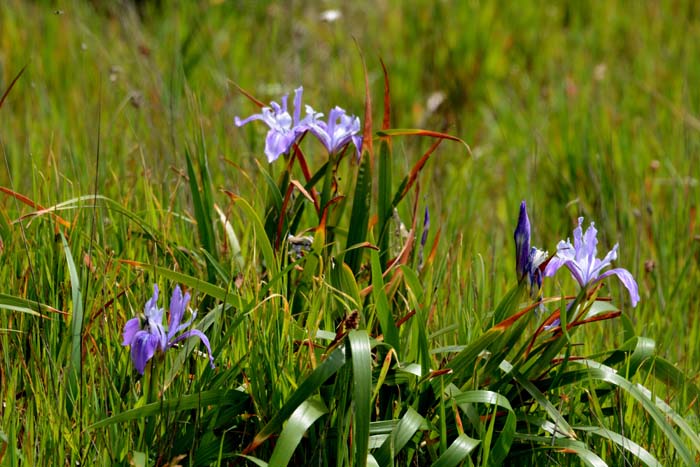 Sonoma Coastal iris crops everwhere