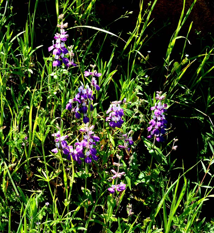 Flora & Fauna Around Mt. Diablo