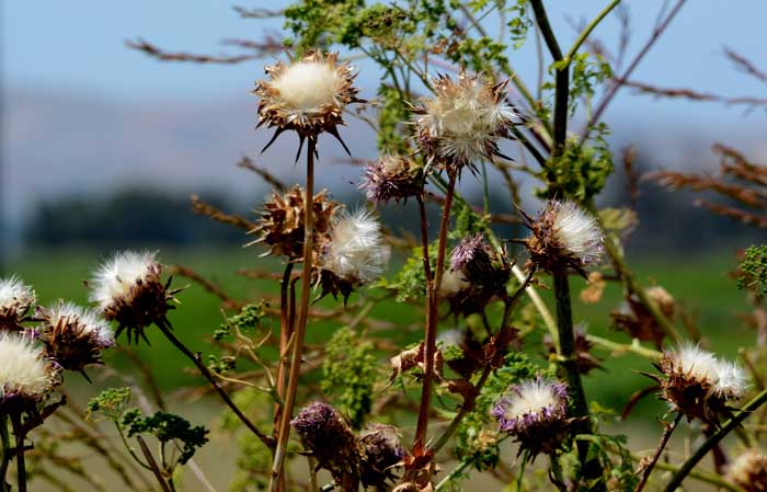 once there were blossoms