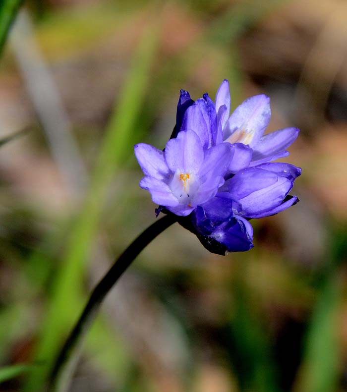 Flora & Fauna Around Mt. Diablo