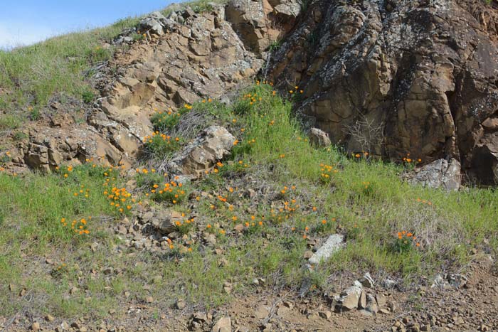 Flora & Fauna Around Mt. Diablo